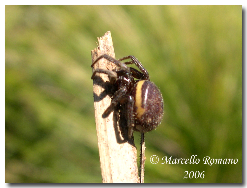 Steatoda paykulliana